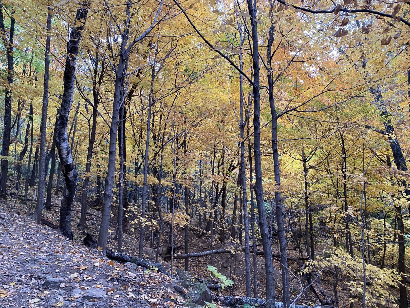 Miller Bluff trail